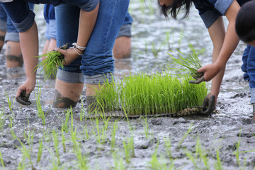 friendship,young farmer planting on the Rice Berry organic paddy rice farmland,Together concept.