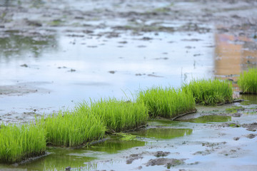 Rice Berry organic rice seedlings on the mud at the farmland.