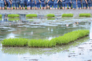friendship,young farmer planting on the Rice Berry organic paddy rice farmland,Together concept.