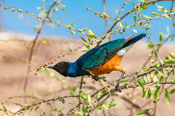 Superb Starling, beautiful bird in East Africa eating seeds on a tree