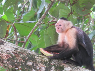 Cahuita, Costa Rica 2