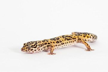 Detail of Leopard gecko (eublepharis macularius) isolated on white background