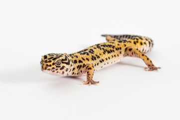 Detail of Leopard gecko (eublepharis macularius) isolated on white background