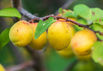 Ripe apricot on the branches of a tree