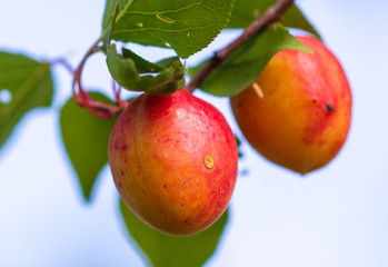 Ripe apricot on the branches of a tree