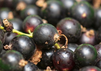 Black currant berries as a background