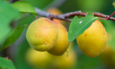 Ripe apricot on the branches of a tree