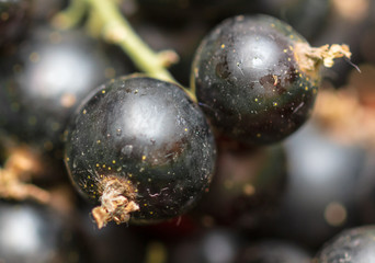 Black currant berries as a background