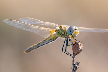 Dragonfly