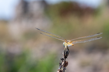 Dragonfly