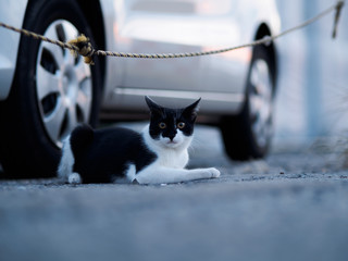 野良猫