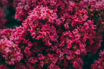 Red Blooming Flower on Tree