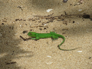 Cahuita, Costa Rica 2
