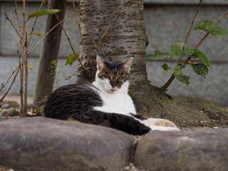 野良猫