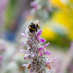 Bee on a flower of Stachys byzantin. Stachys byzantin is a perennial herbaceous plant height of 20-60 cm from the family Lamiaceae.  F