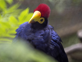 Ross's Turaco, Musophaga rossae, a beautiful bird with a distinct red crest