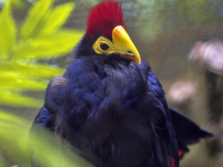 Ross's Turaco, Musophaga rossae, a beautiful bird with a distinct red crest