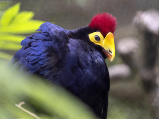 Ross's Turaco, Musophaga rossae, a beautiful bird with a distinct red crest