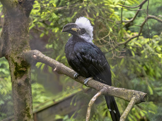 White-crested hornbill, Tropicranus albocristatus albocristatus, smaller hornbill with striking white head © vladislav333222