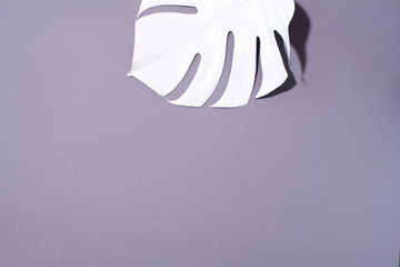 White painted monstera tropical leaf on grey background. Summer minimal concept.