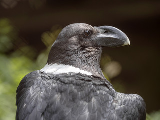 White-necked raven, Corvus albicollis, a large bird with a huge beak