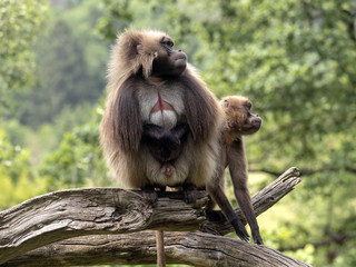 Obraz premium A pair of Gelada, Theropithecus gelada, sitting on a trunk