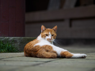 野良猫