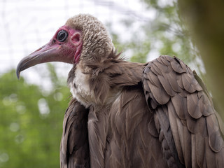 Hooded vulture, Necrosyrtes monachus, Lesser African vulture