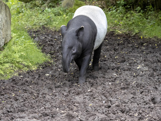 Asian tapir, Tapirus indicus, has a curious black and white color