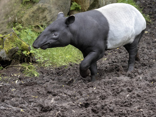 Fototapeta premium Asian tapir, Tapirus indicus, has a curious black and white color