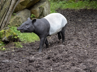 Asian tapir, Tapirus indicus, has a curious black and white color