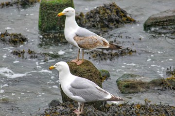 Obraz premium beautiful sea gulls sitting on the rocks