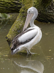 The Australian Pelican, Pelecanus conspicillatus, carefully cleans its feathers