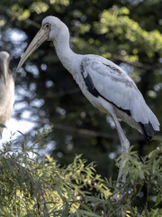 Milky stork, Mycteria cinerea, standing in branches
