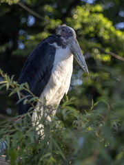 Lesser Adjutant Stork, Leptoptilos javanicus, unlike African relatives lives in Asia
