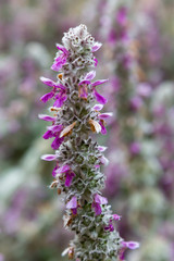 Flowers of Stachys byzantina in garden.