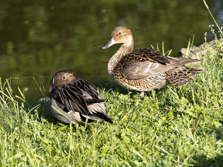 Northern pintail, Anas acuta, sitting couple on shore