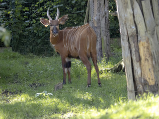 Mountain bongo, Tragelaphus eurycerus isaaci, is a large forest antelope