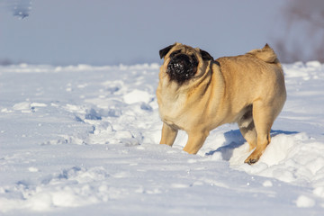 Dog pug is standing in the snow in winter landscape