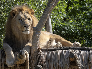 Southwest African lion, Panthera leo bleyenberghi, a rare subspecies lying on a tree