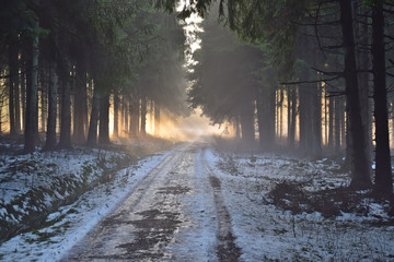Waldweg im Nebel mit Sonnenstrahlen