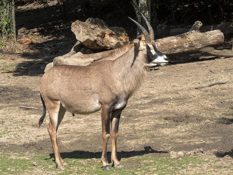 Roan antelope, Hippotragus equinus, velk&aacute; africk&aacute; antilopa