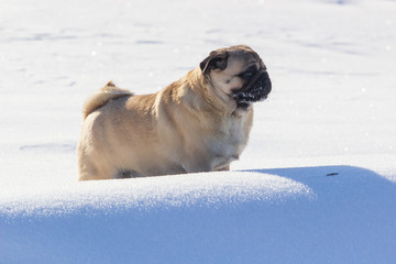 Dog pug is standing in the snow in winter landscape