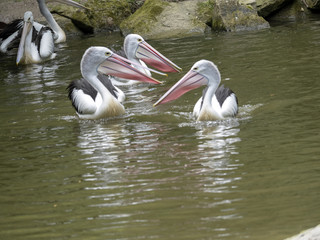 Australian Pelican, Pelecanus conspicillatus, catches fish in a group