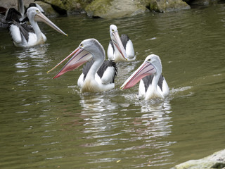 Australian Pelican, Pelecanus conspicillatus, catches fish in a group