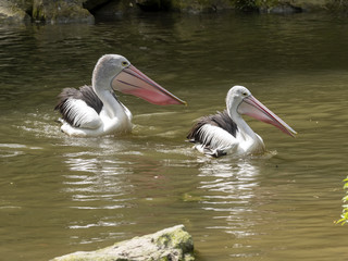 Australian Pelican, Pelecanus conspicillatus, catches fish in a group
