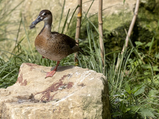 Brazilian duck, Amazonetta brasiliensis, standing on stone near water