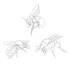 bee. one line. vector image of an insect. set of pictures continuous line