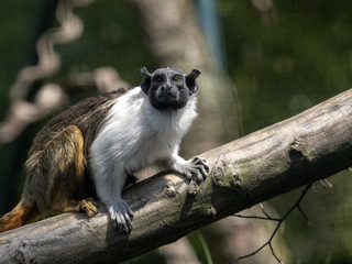 Pied tamarin, Saguinus bicolor, looking for insects in the branches