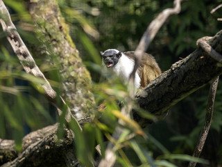 Pied tamarin, Saguinus bicolor, looking for insects in the branches